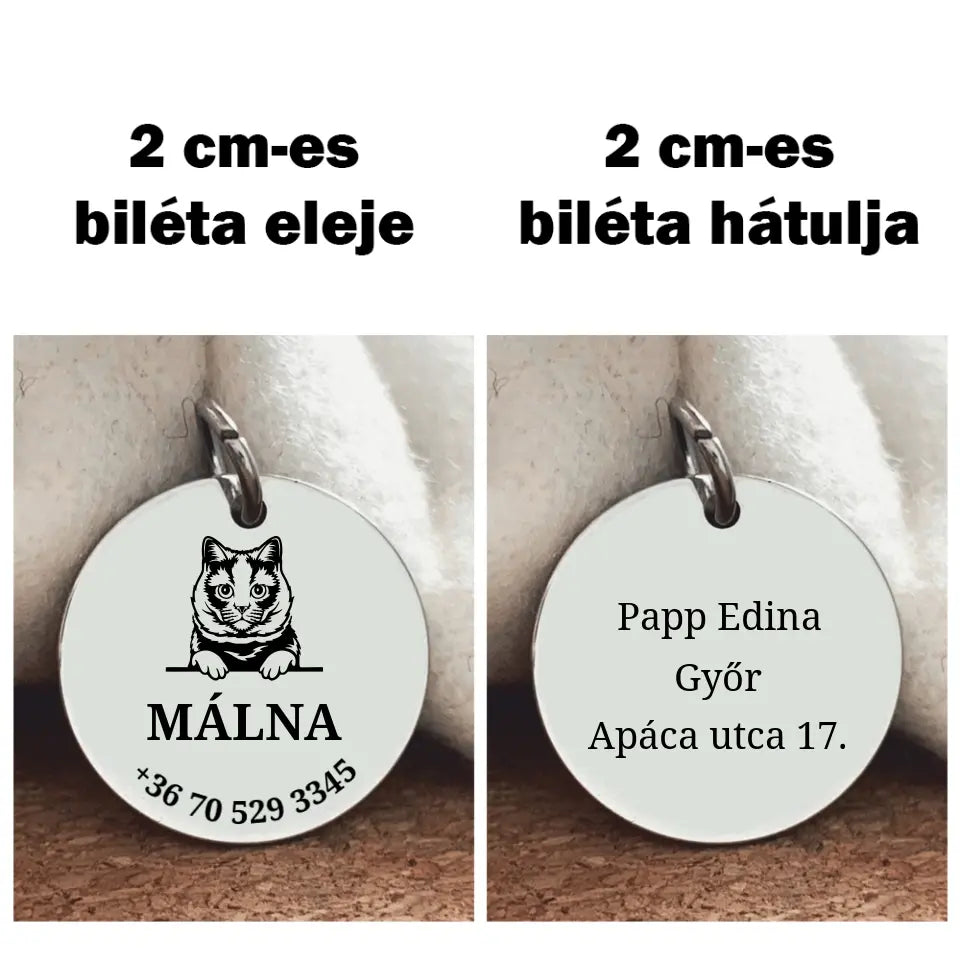 Biléta Brit rövidszőrű cicának